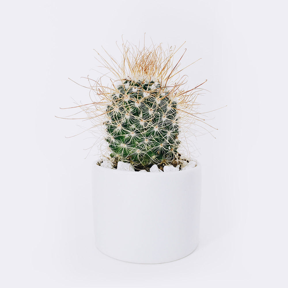 cactus3-free-img Ball Cactus